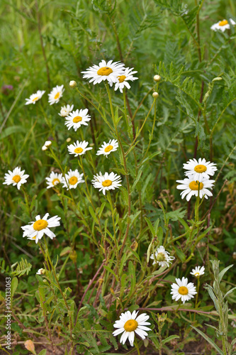 Blooming wild chamomile.