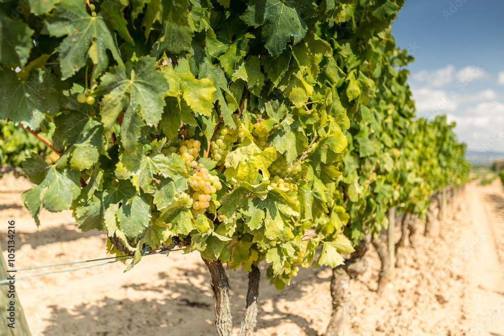 Vine with white grapes Vine with white grapes