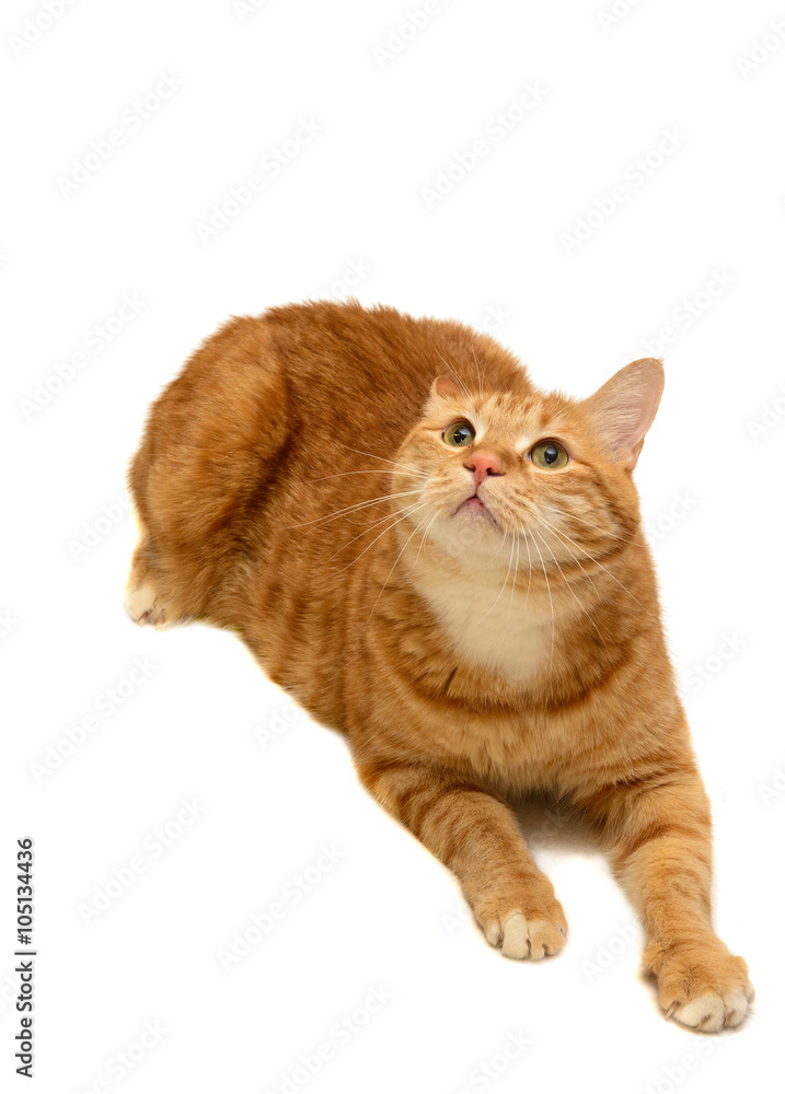 Red cat isolated over white background. Bobtail