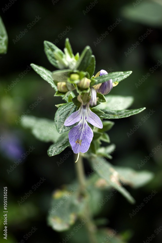 Fototapeta premium Teucrium fruticans