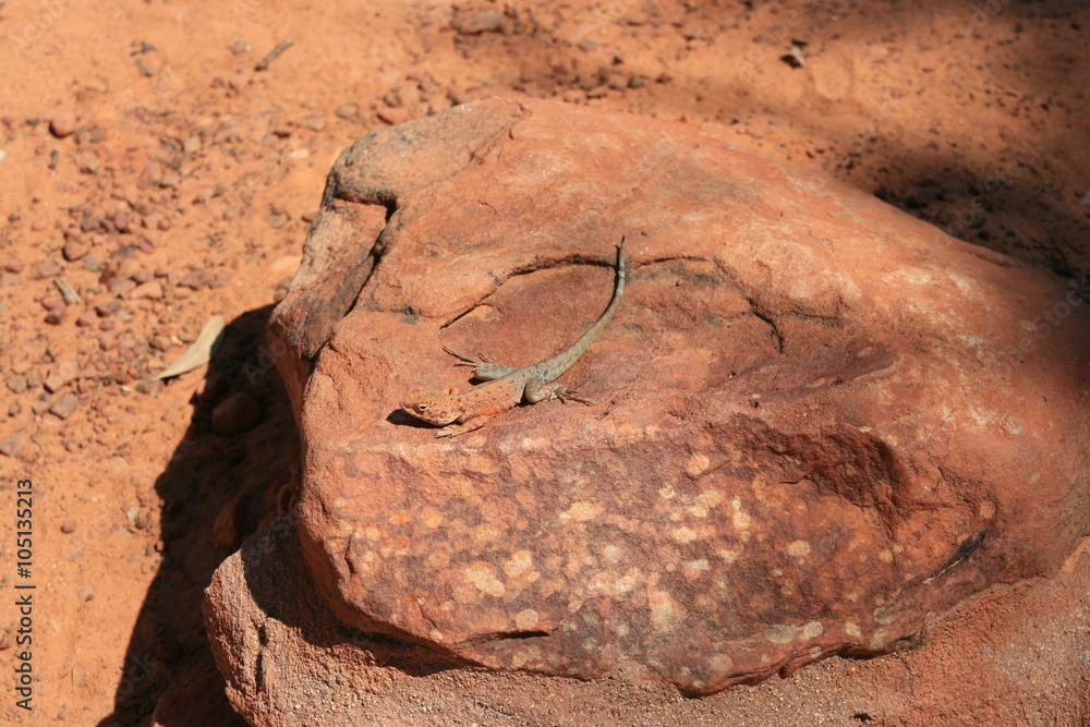 Obraz premium Eidechse auf rotem Stein