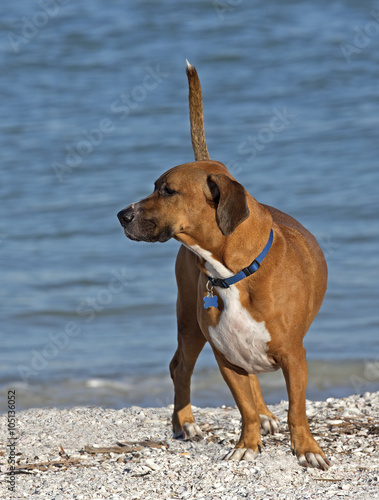 Pit Bull Basset Hound mixed breed dog standing on beach