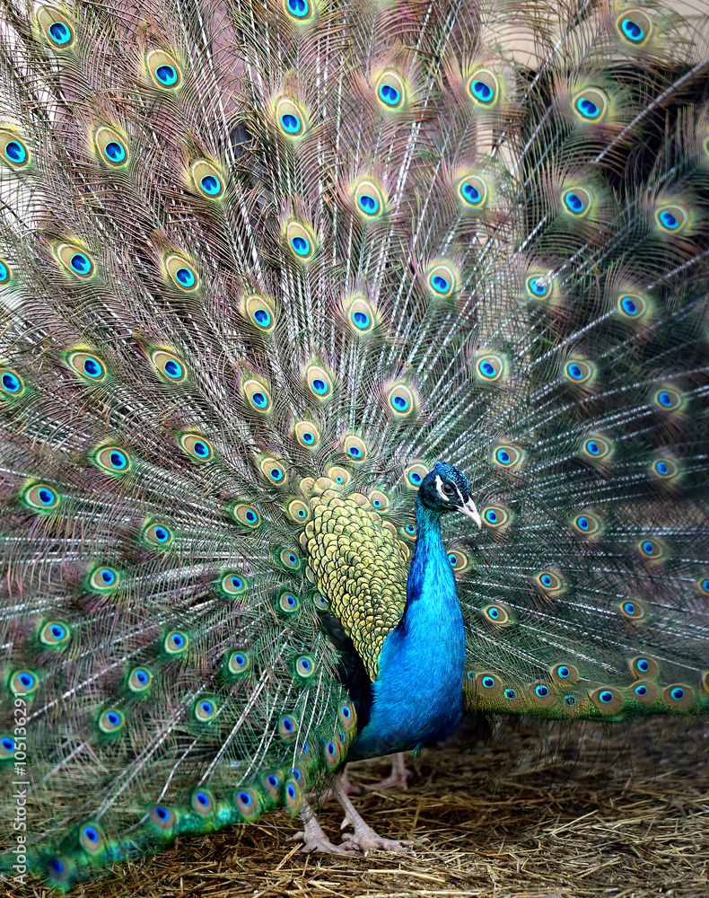 Obraz premium Photo portrait of beautiful peacock