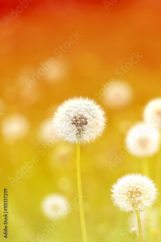 spring macro one dandelion © tanor27