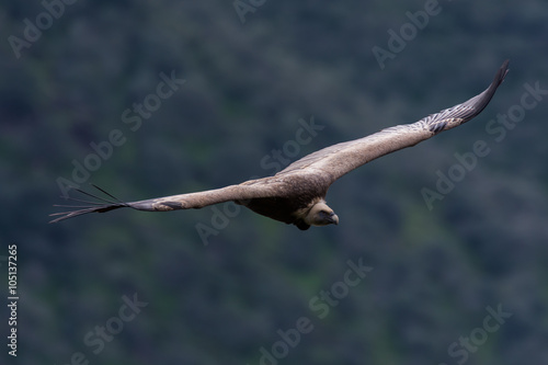 griffon vulture in flight