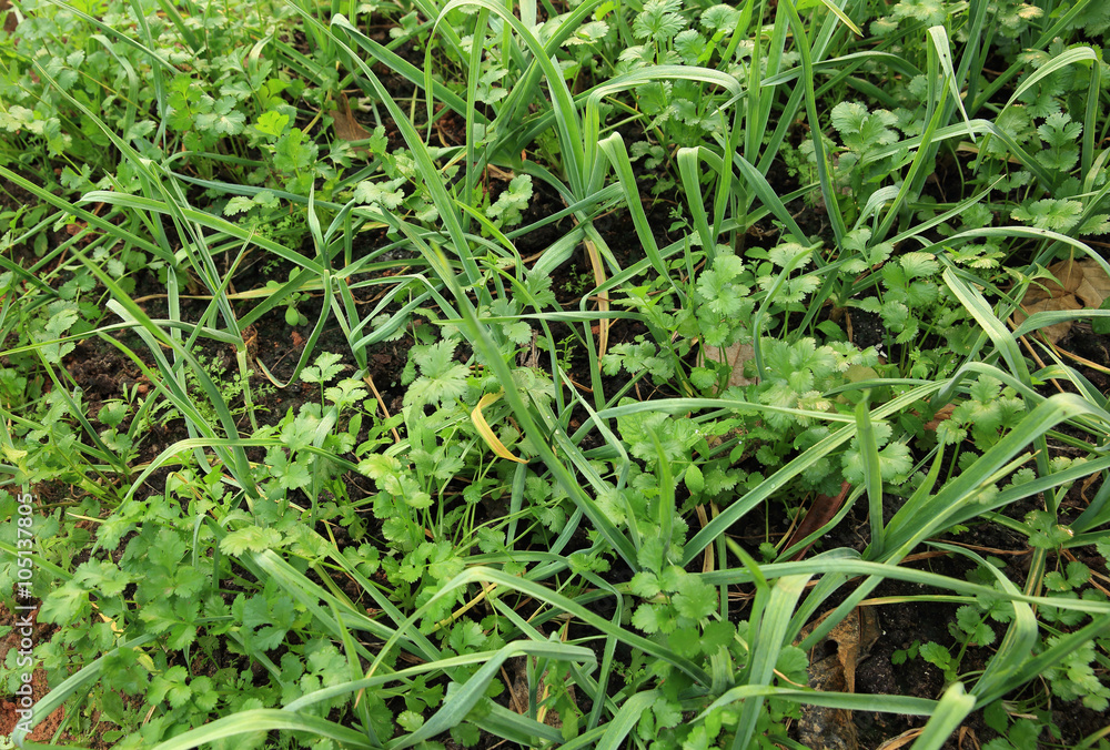 green garlic and coriander in growth at vegetable garden