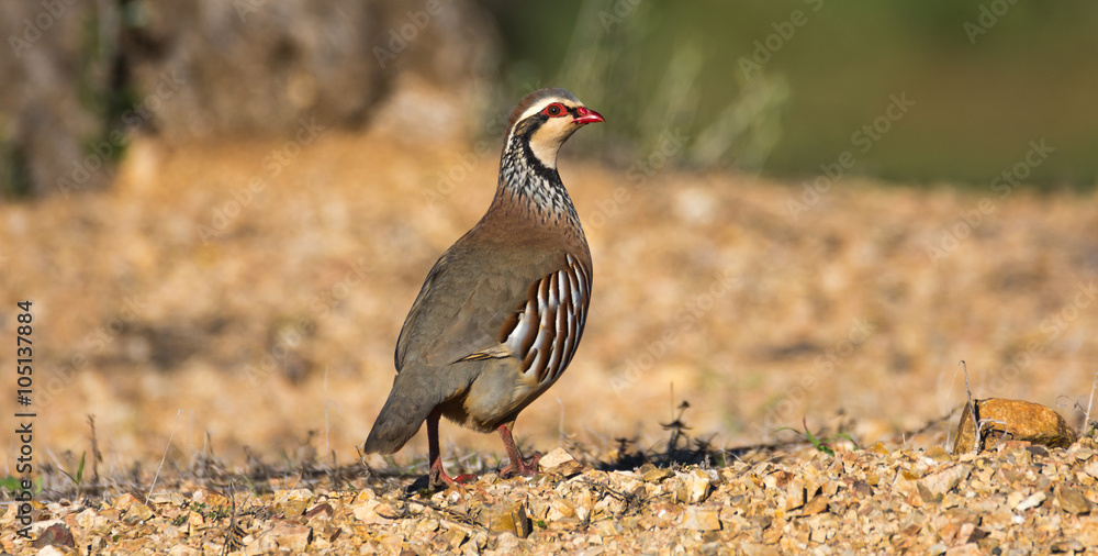 French or red-legged partridge