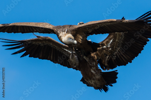 fighting griffon vultures in flight
