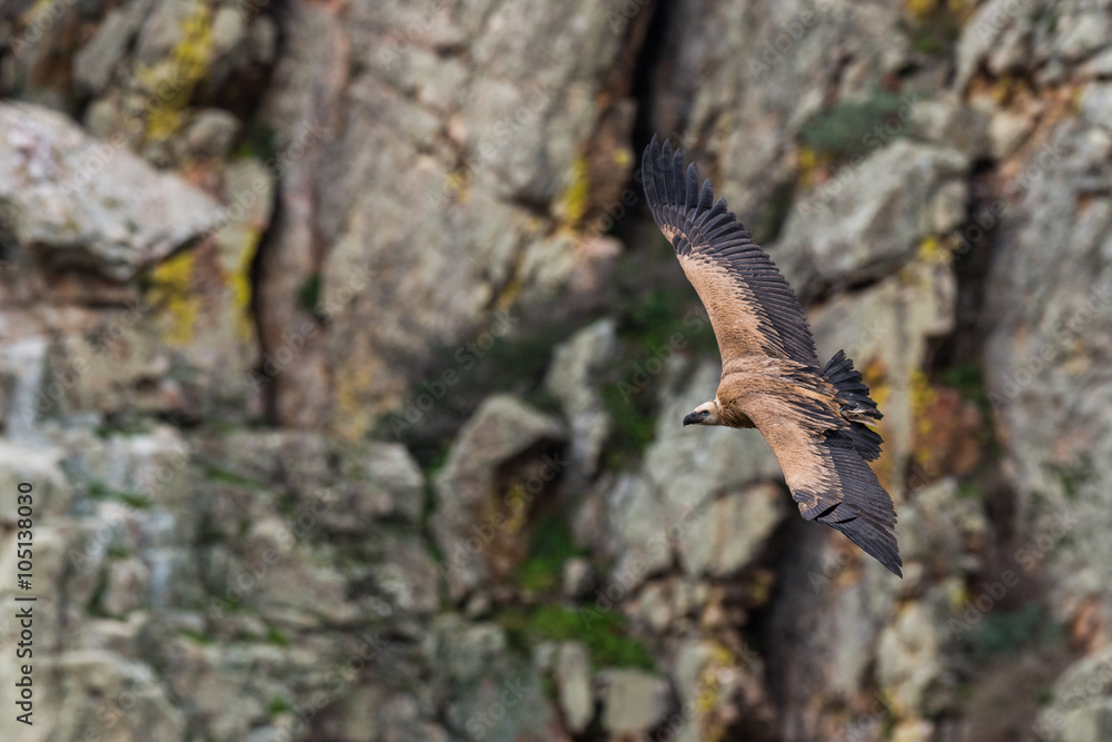 Fototapeta premium griffon vulture in flight