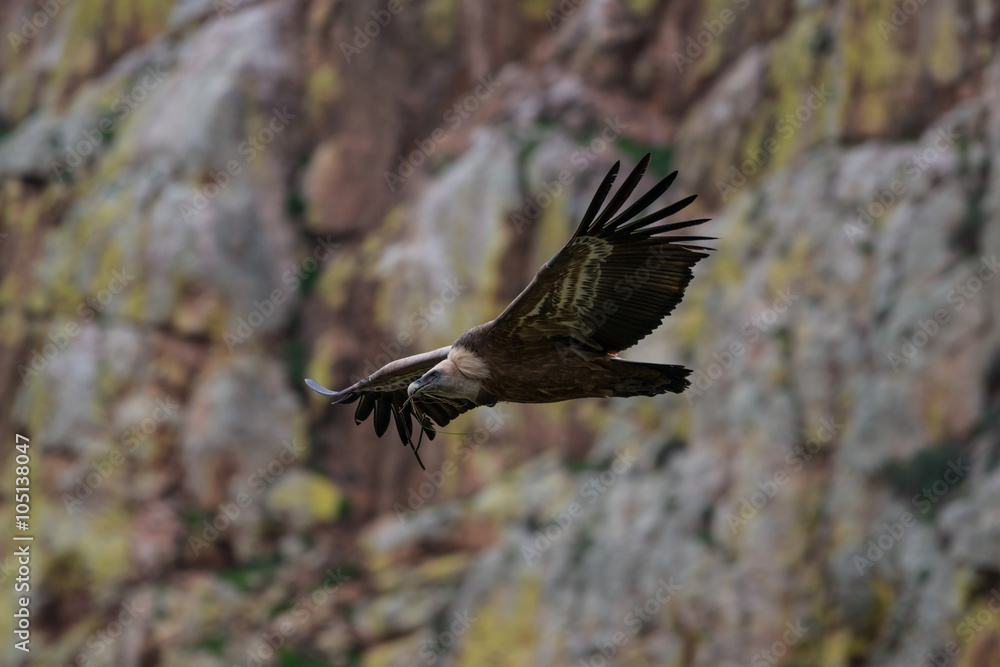 Obraz premium griffon vulture in flight