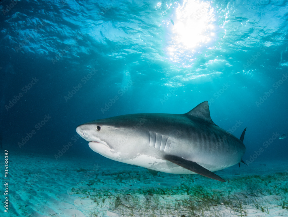 Fototapeta premium Tiger shark