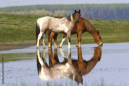dwa-dzikie-konie-przy-wodopoju