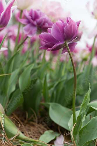 Low angle view of purple peony tulip curving slightly towards other flowers in the garden