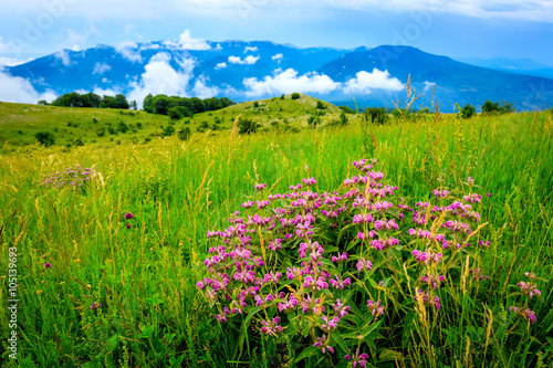 Wild flowers on mountain meadow