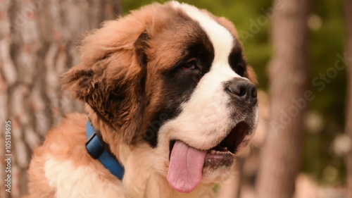 Close up portrait of a Saint Bernard dog doing a funny cute face. photo