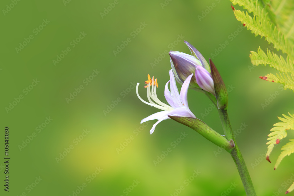 Fototapeta premium Purple bell flower close up shot