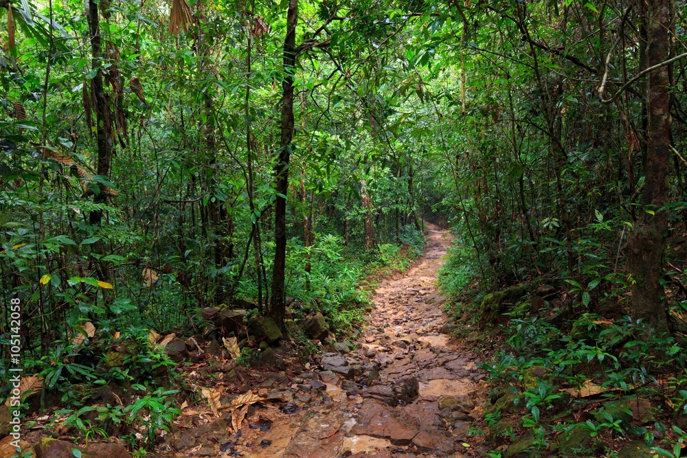 Path in deep jungle
