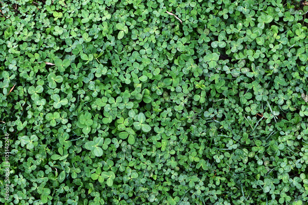 Spring the carpet of grass Spring the carpet of grass