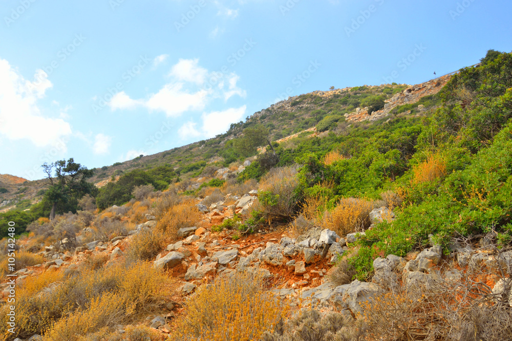 Summer mountain landscape.