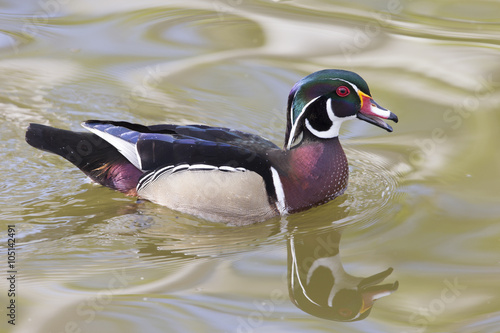 Male Wood Duck swimming photo