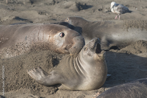 Northern Elephant Seal Bull and Cow at Piedras Blancas Elephant Seal Rookery, California