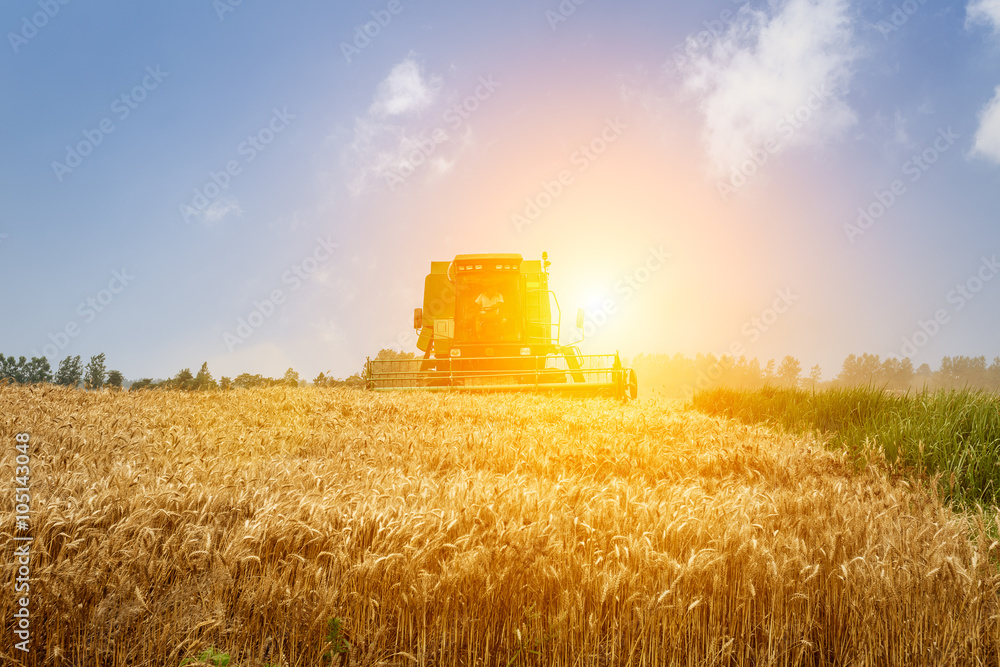 Fototapeta premium Combine harvester harvest ripe wheat on a farm