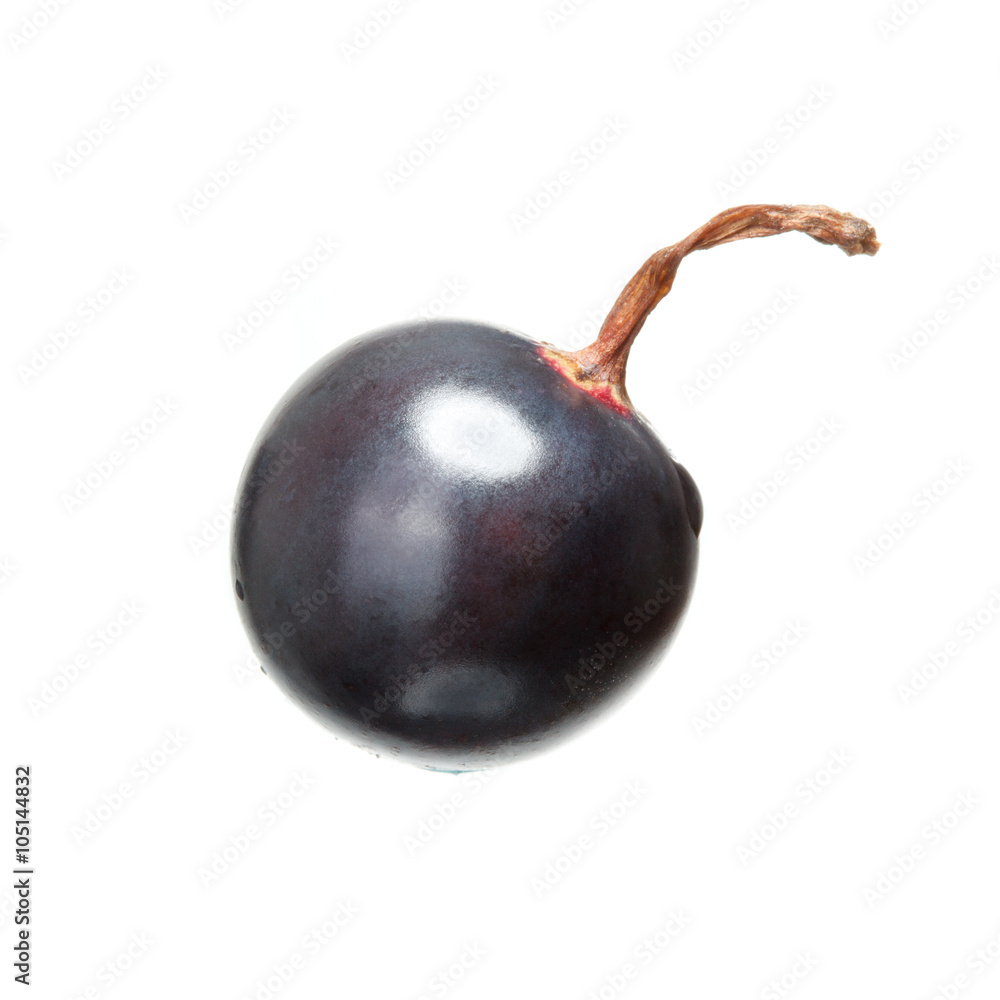 blackcurrant close-up isolated on white background blackcurrant close-up isolated on white background