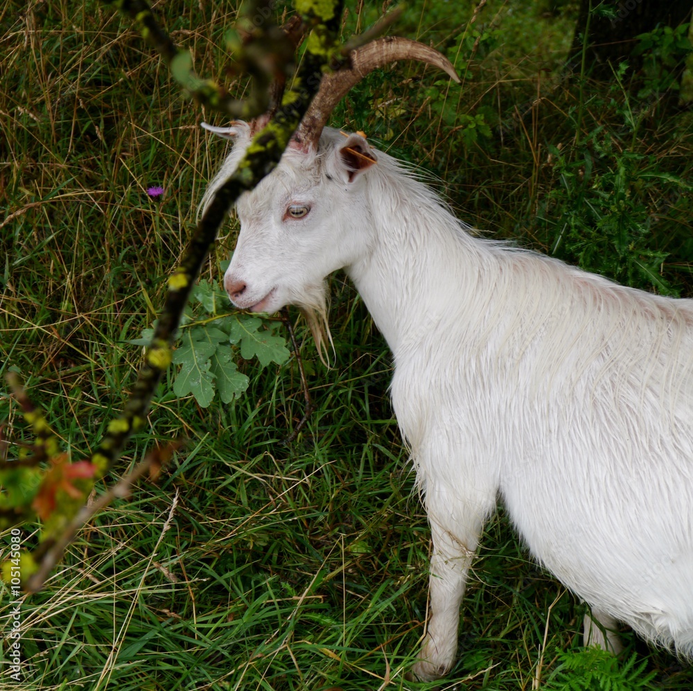 Obraz premium Ziege knabbert Grünzeug