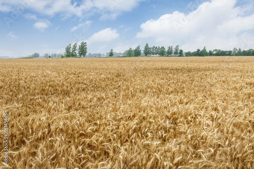 The mature wheat fields in the harvest season