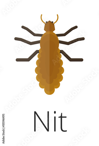 Nit skin parasite insect bug . 