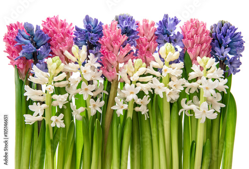 Hyacinth flowers with green leaves on white background