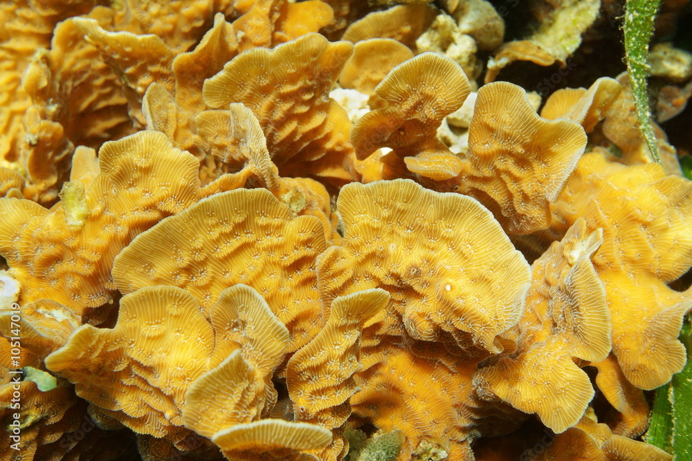 Close up of thin leaf lettuce coral, Agaricia tenuifolia, underwater in the Caribbean sea