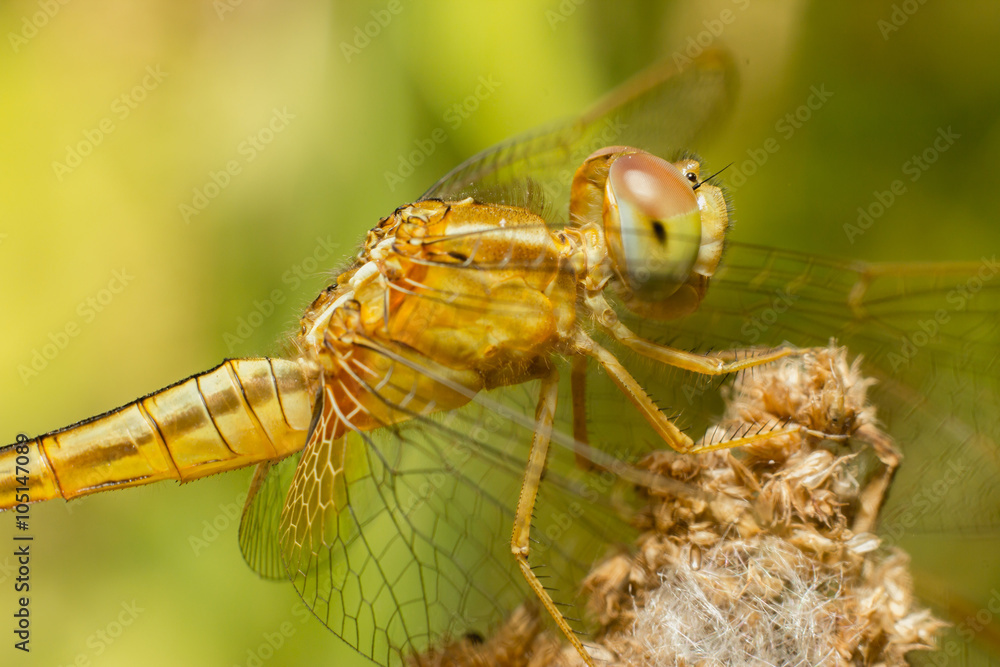 macro of yellow Dragonfly macro of yellow Dragonfly
