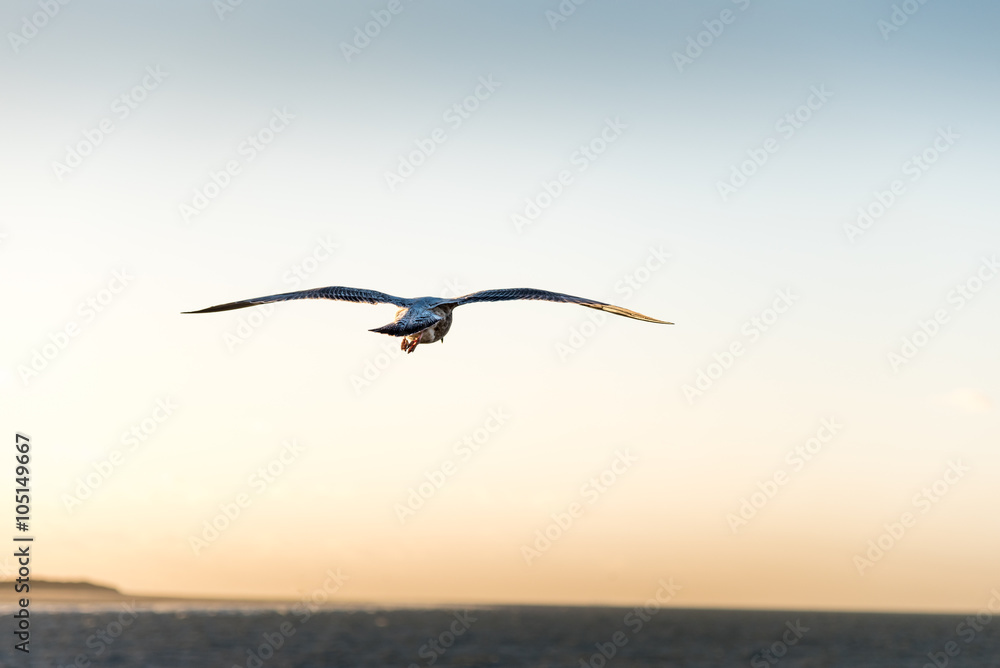 Obraz premium Herring gull