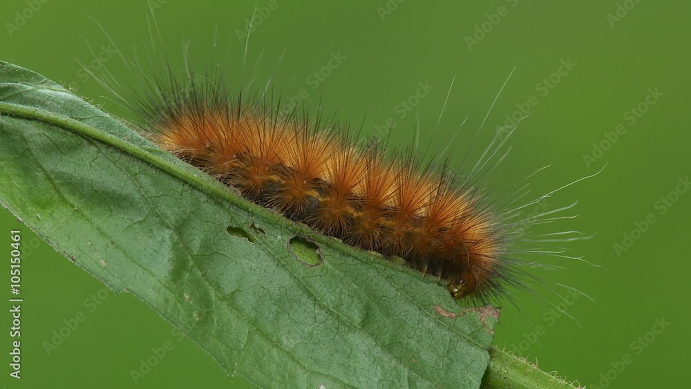 Virginia Tiger Moth (Spilosoma virginica) Caterpillar 4 Virginia Tiger Moth (Spilosoma virginica) Caterpillar 4