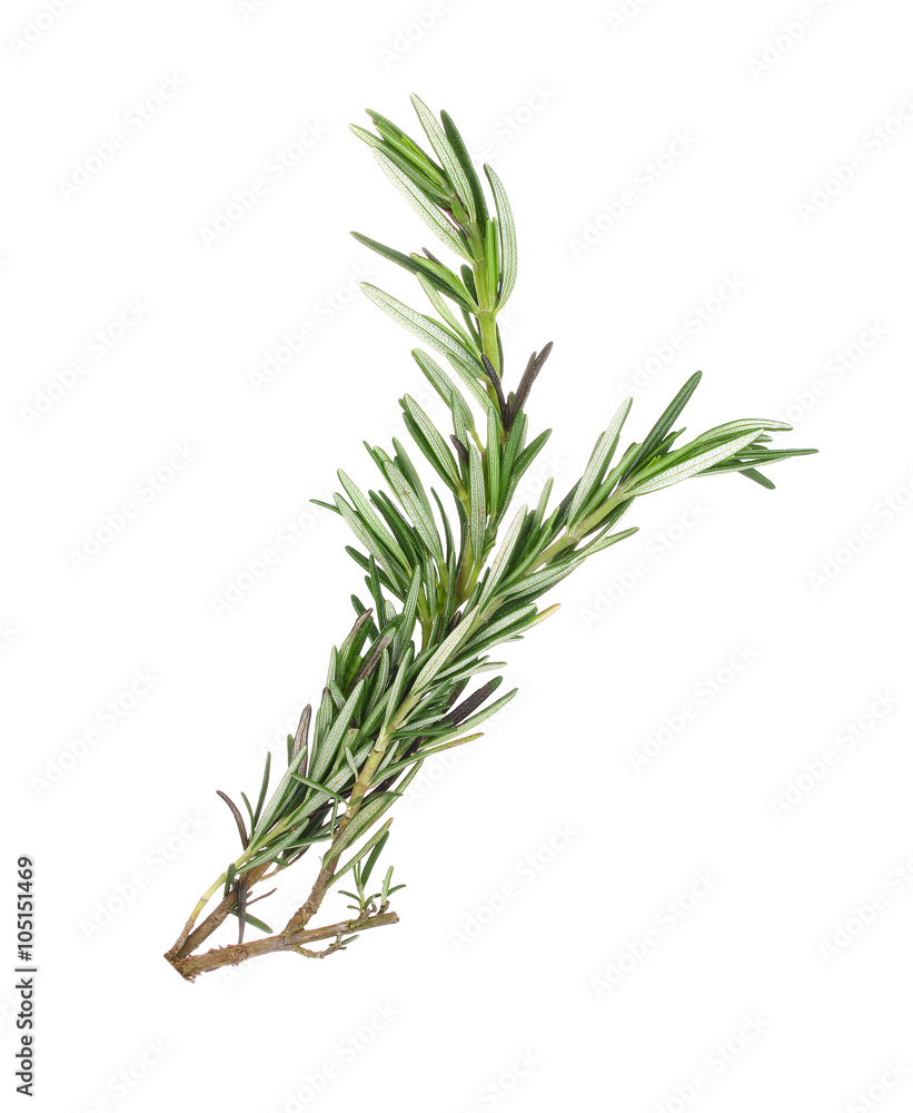 rosemary isolate on white background rosemary isolate on white background