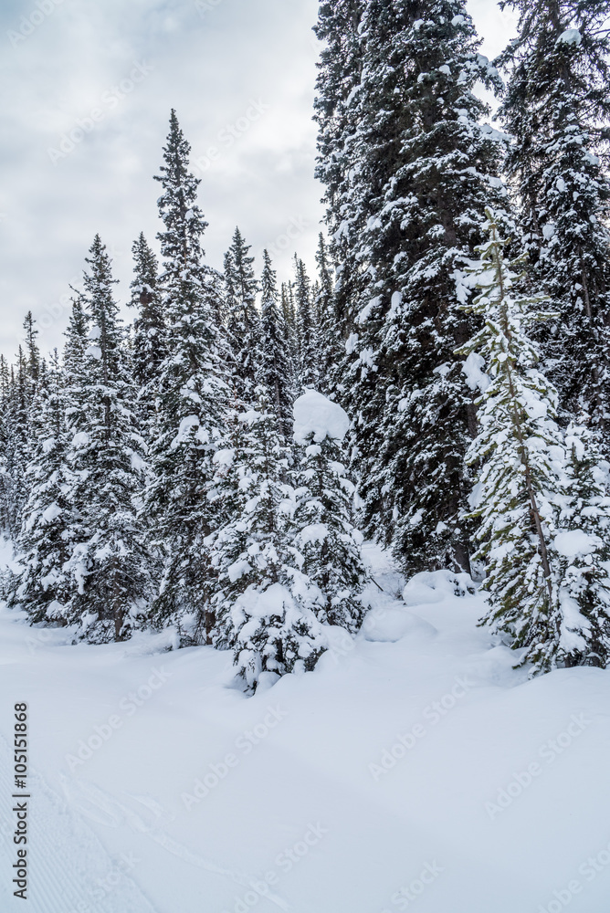 Fototapeta premium Rocky Mountain near Lake Louise