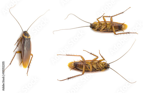 Closeup cockroach collection isolated on a white background © powerbeephoto