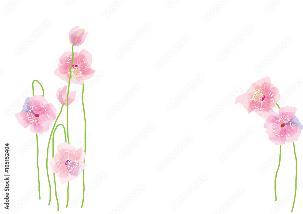  pink  lotus flowerst on white background,vector illustration
