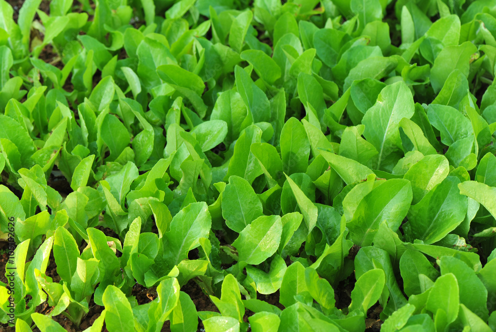 green lettuce crops in growth at vegetable garden green lettuce crops in growth at vegetable garden