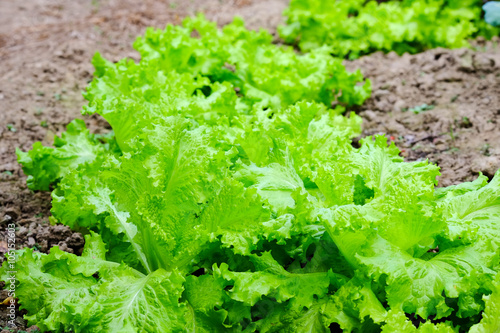 Lettuce organic farm