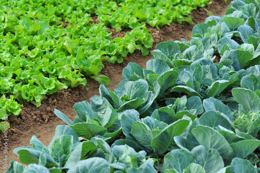 green lettuce crops in growth at vegetable garden green lettuce crops in growth at vegetable garden