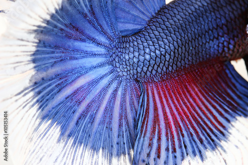 Texture of tail siamese fighting fish