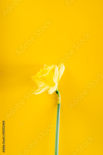 yellow narcissus
