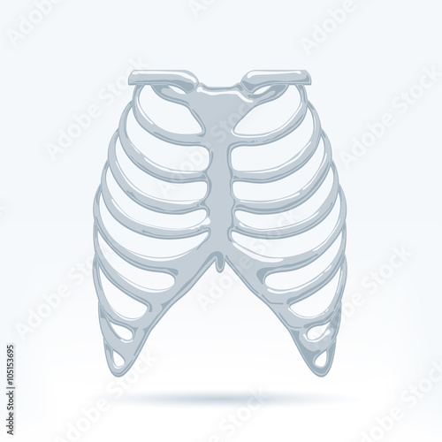 Human Thorax