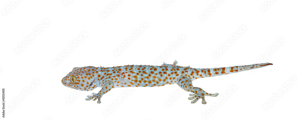 Fototapeta premium Isolated gecko on white background