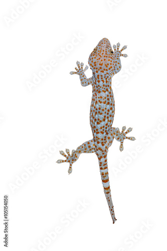 Isolated gecko on white background