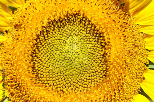 Close-up of sun flower against 