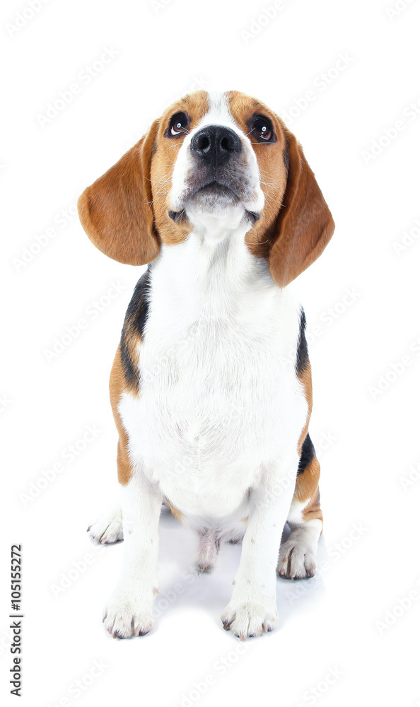 beagle dog isolated on white background