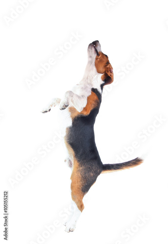 Beagle dog isolated on white